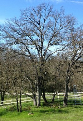 Tree Care Service Auburn, Colfax, Lincoln, Roseville, Rocklin, Loomis, Sacramento Tree Service Auburn Granite Bay Rocklin Rosevill Tree Service Auburn Granite Bay Rocklin Roseville